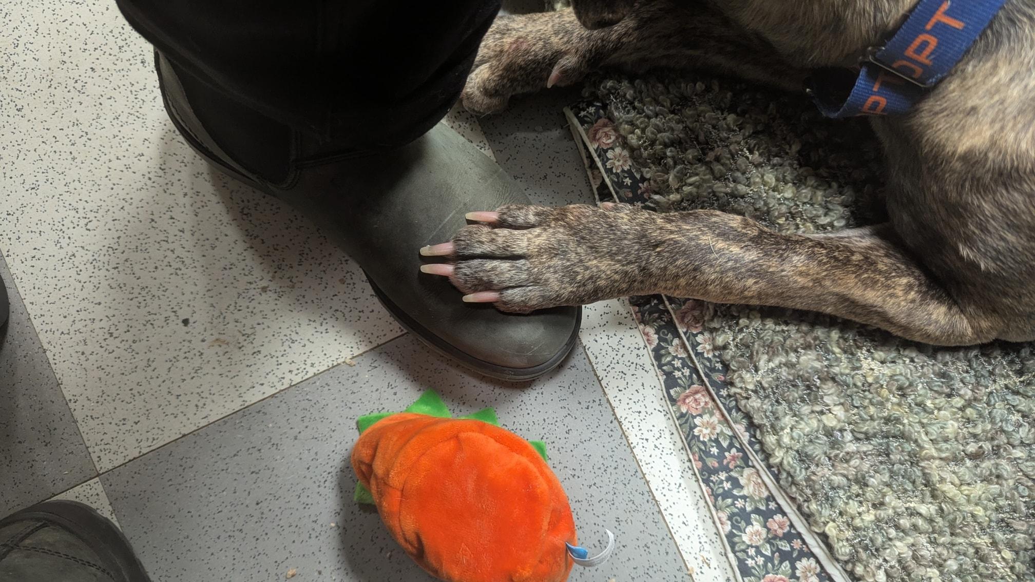 Brisket, an adopted Mixed Breed in Benton Harbor, MI image 3/5