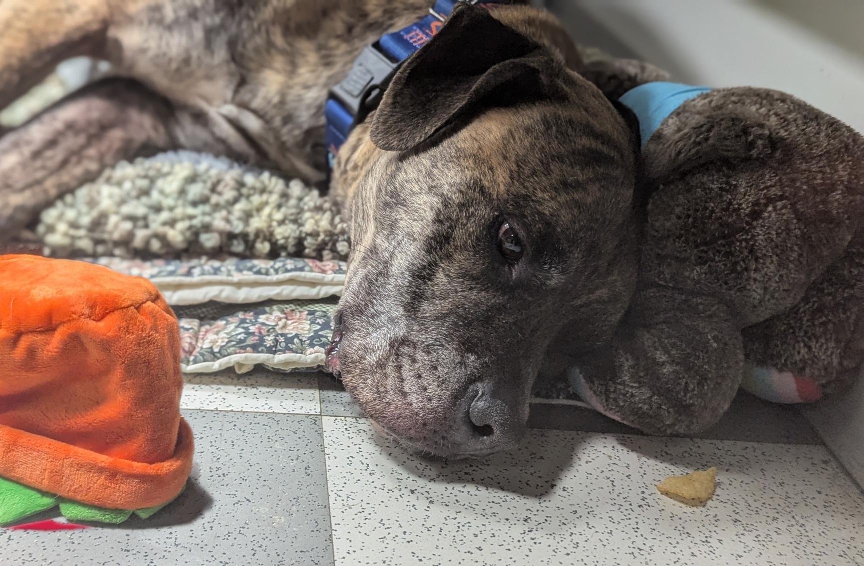 Brisket, an adopted Mixed Breed in Benton Harbor, MI image 2/5