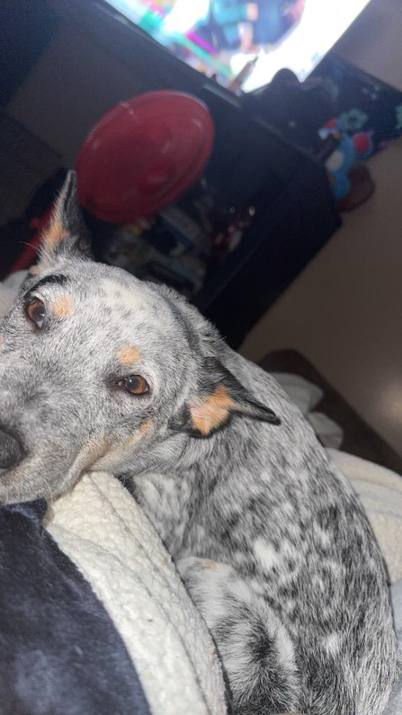 Cowgirl, Adopted, Young Female Mixed Breed.