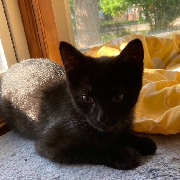 Wednesday, Adopted, Kitten Female Domestic Short Hair.