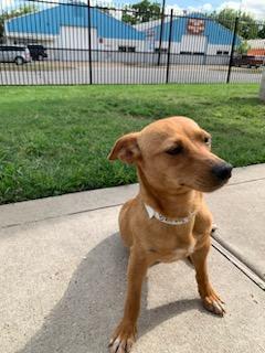 Enlarge Smiley, a Adopted mixed breed in Stafford Springs, CT image 1/6