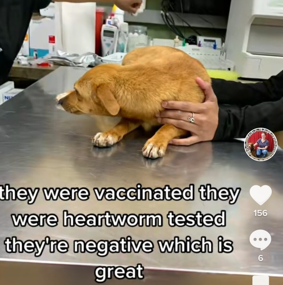 Enlarge Smiley, a Adopted mixed breed in Stafford Springs, CT image 2/6