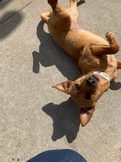 Enlarge Smiley, a Adopted mixed breed in Stafford Springs, CT image 3/6