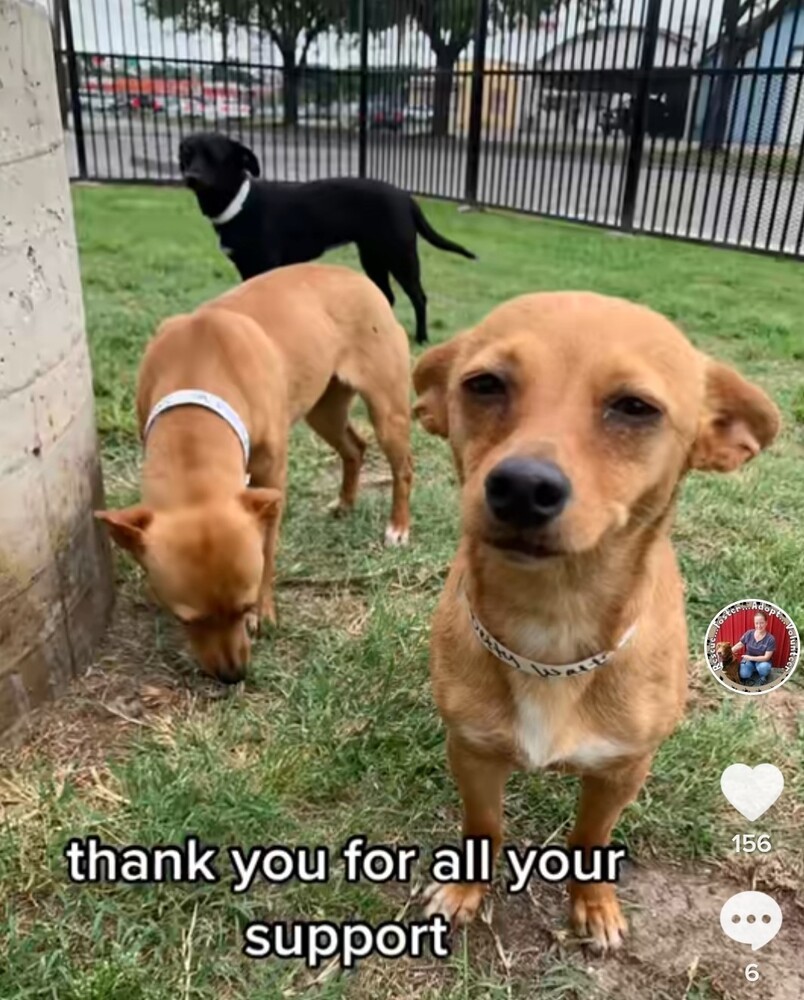Enlarge Smiley, a Adopted mixed breed in Stafford Springs, CT image 5/6