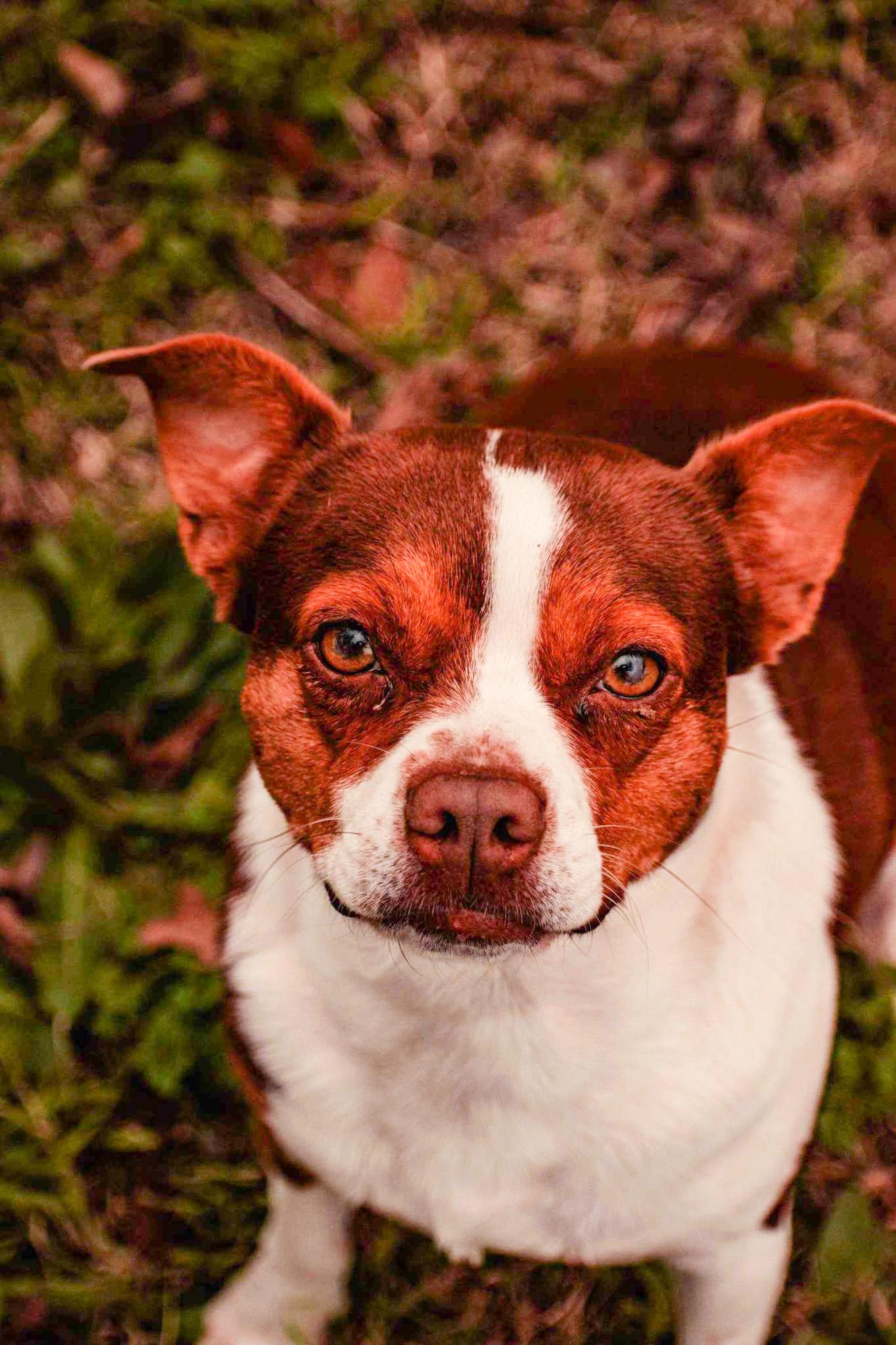 Coco (Courtesy Post)