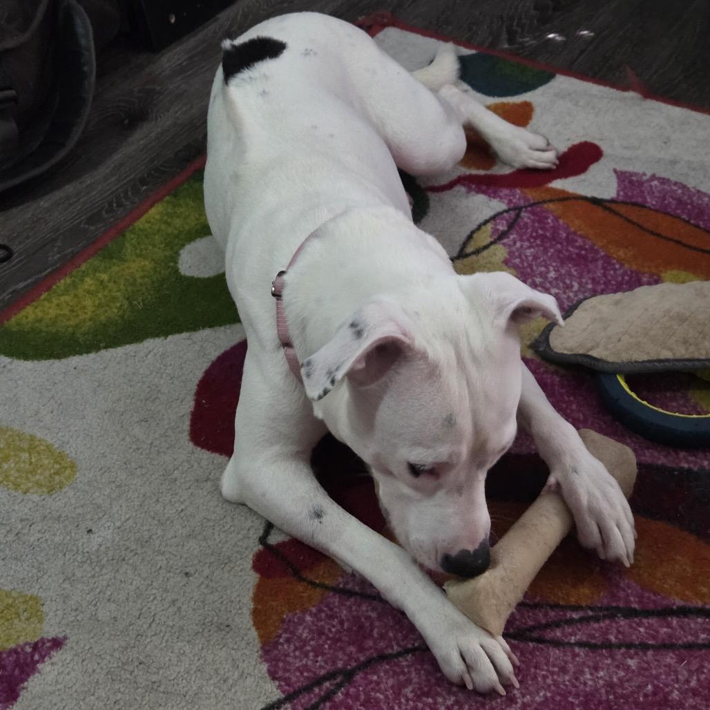 Enlarge 443 (2026) Cola, a Adoptable mixed breed in Parker, CO image 5/6