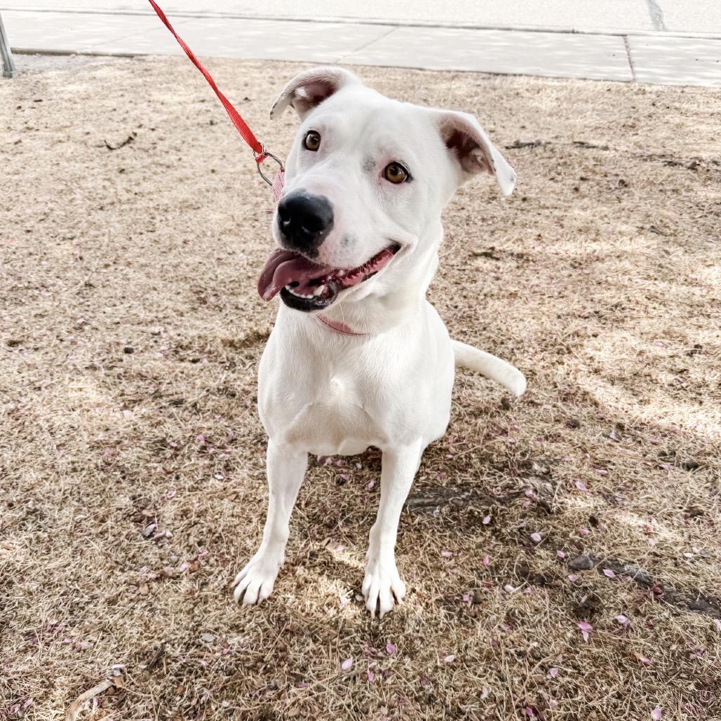 Enlarge 443 (2026) Cola, a Adoptable mixed breed in Parker, CO image 3/6