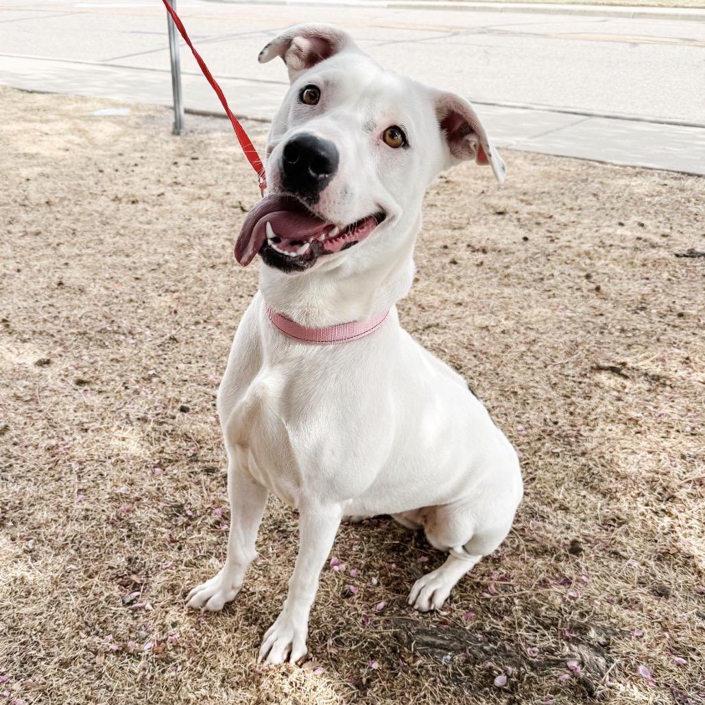 Enlarge 443 (2026) Cola, a Adoptable mixed breed in Parker, CO image 1/6