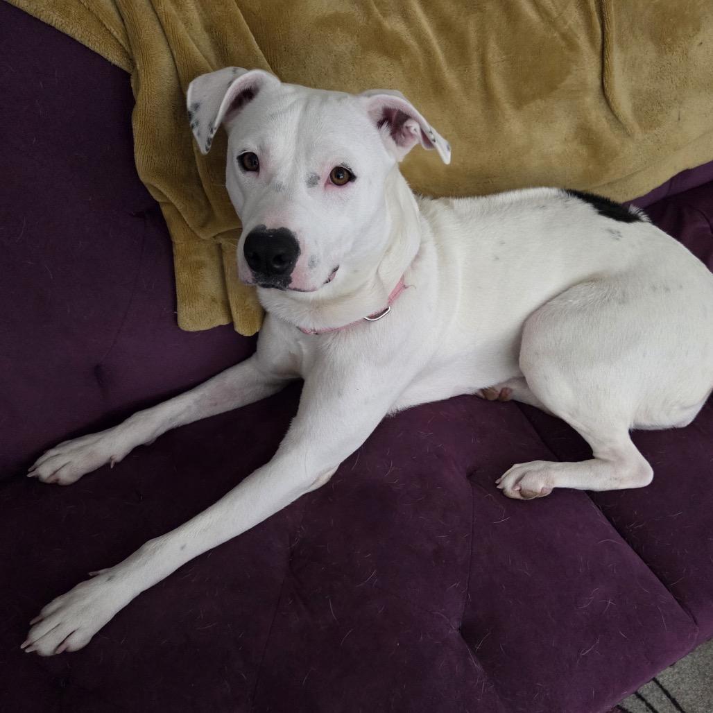 Enlarge 443 (2026) Cola, a Adoptable mixed breed in Parker, CO image 6/6