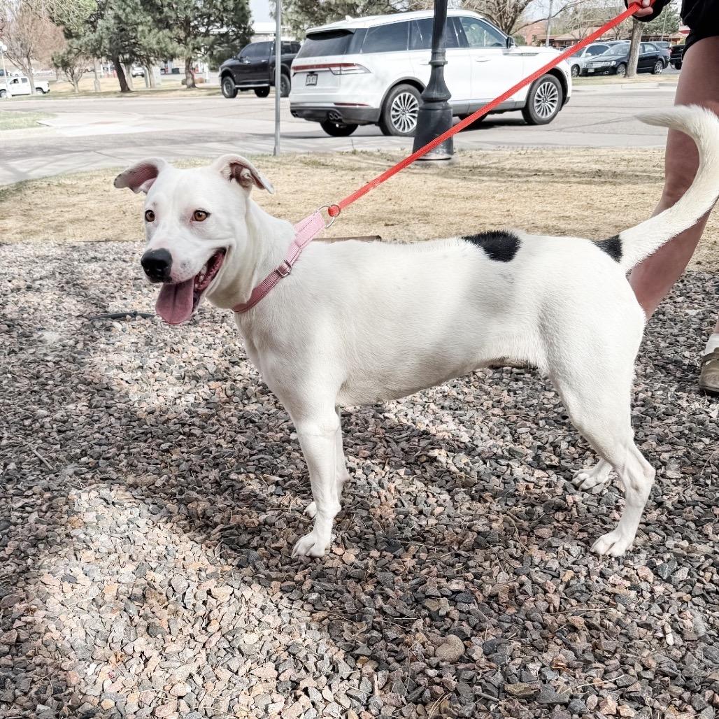 Enlarge 443 (2026) Cola, a Adoptable mixed breed in Parker, CO image 4/6
