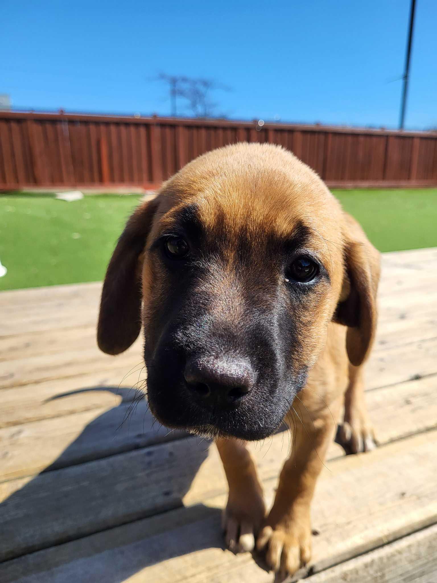 Enlarge Olivia, a Adopted mixed breed in Minden, ON image 1/2