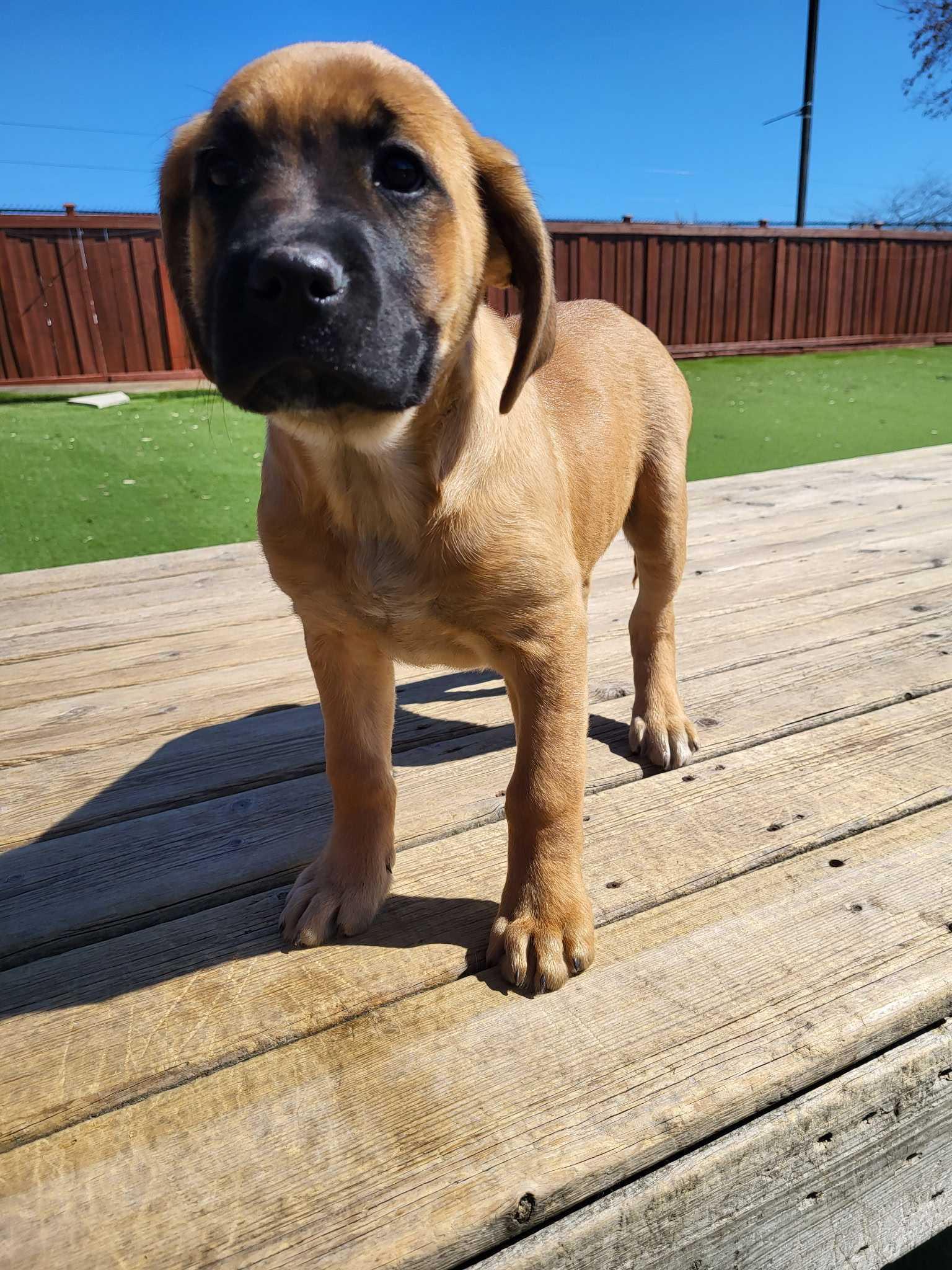 Enlarge Olivia, a Adopted mixed breed in Minden, ON image 2/2