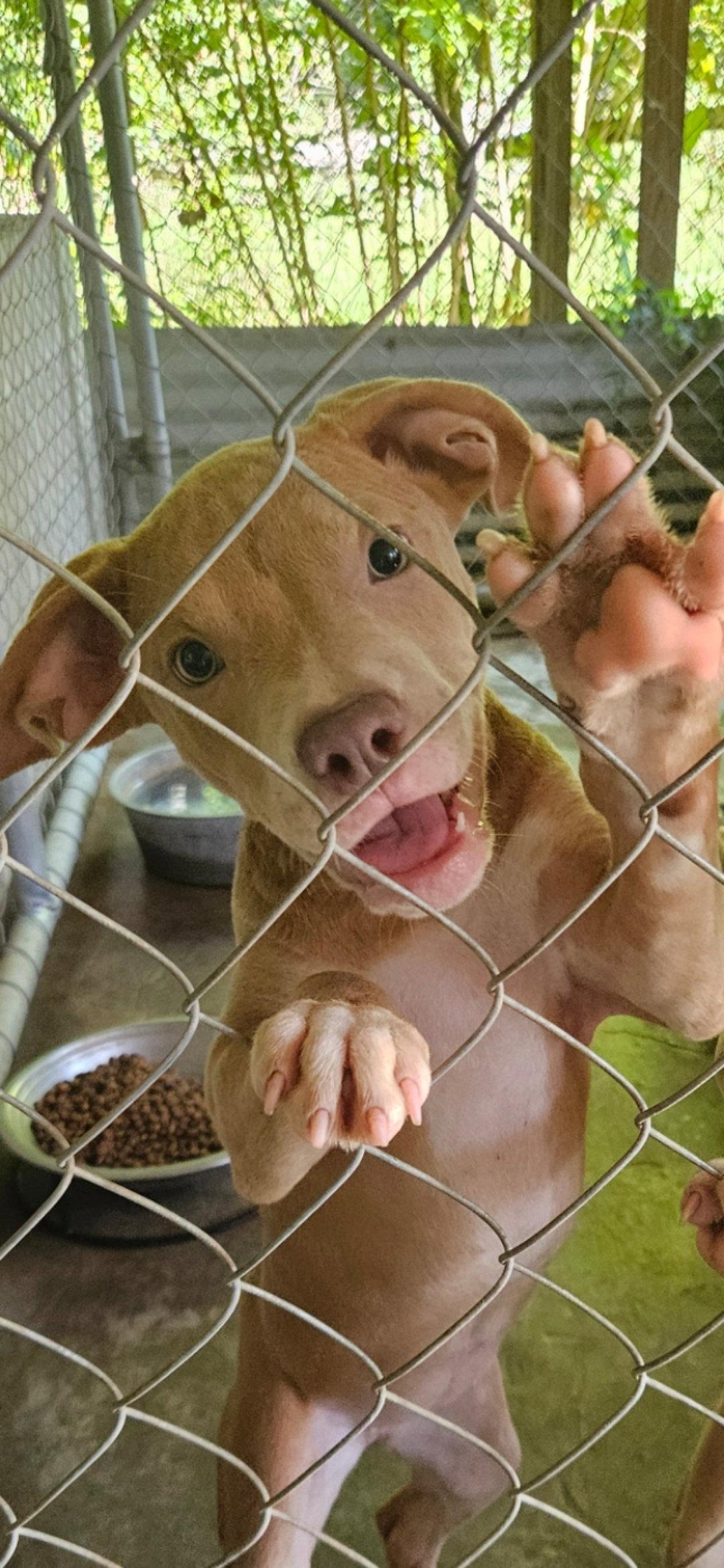 Cinnamon, Adopted, Puppy Female Black Mouth Cur & Hound.