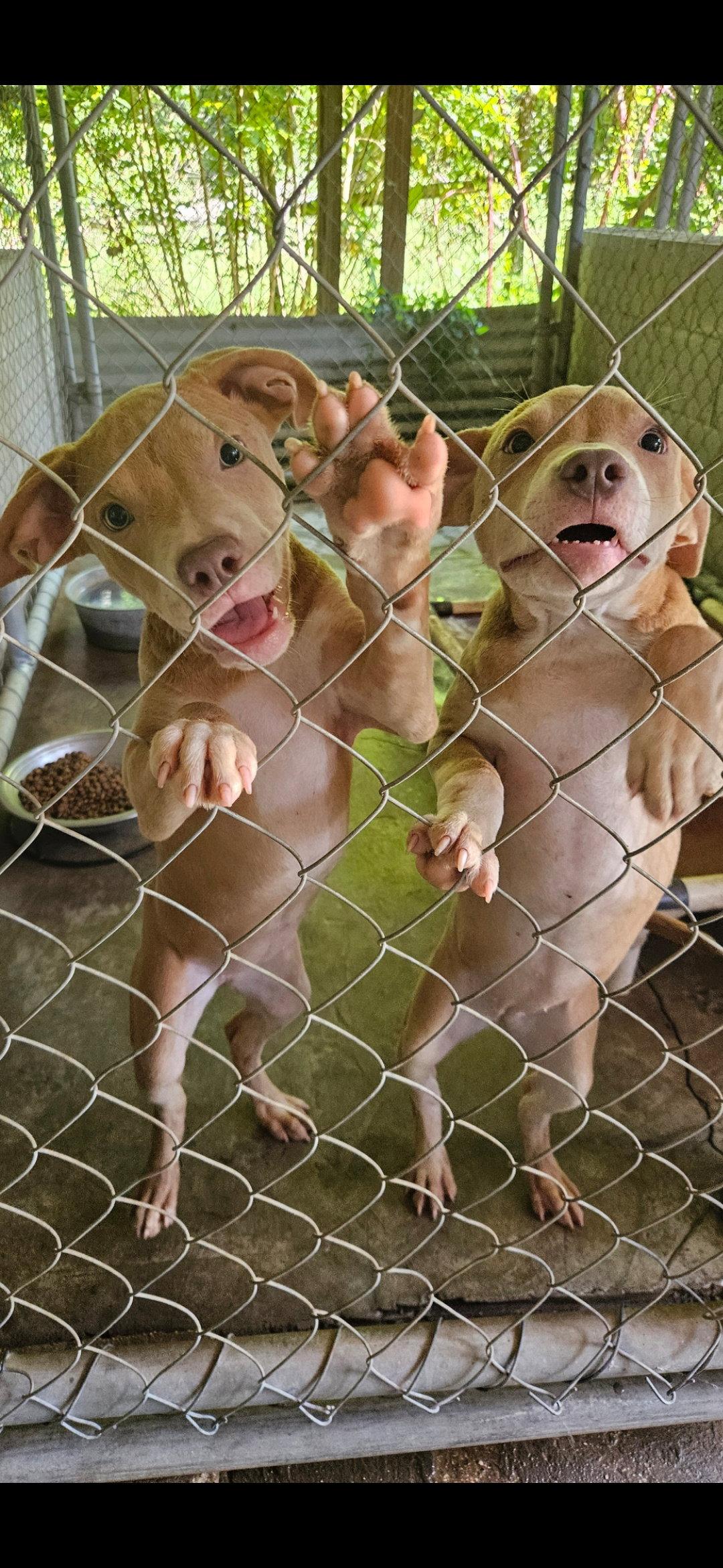 Jiggy pups, Adoptable, Puppy Female Black Mouth Cur & Hound.
