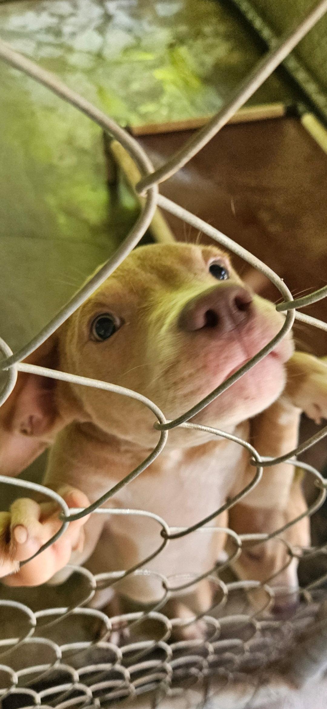 Jiggy pups, a Adoptable mixed breed in Brooksville, FL image 2/3