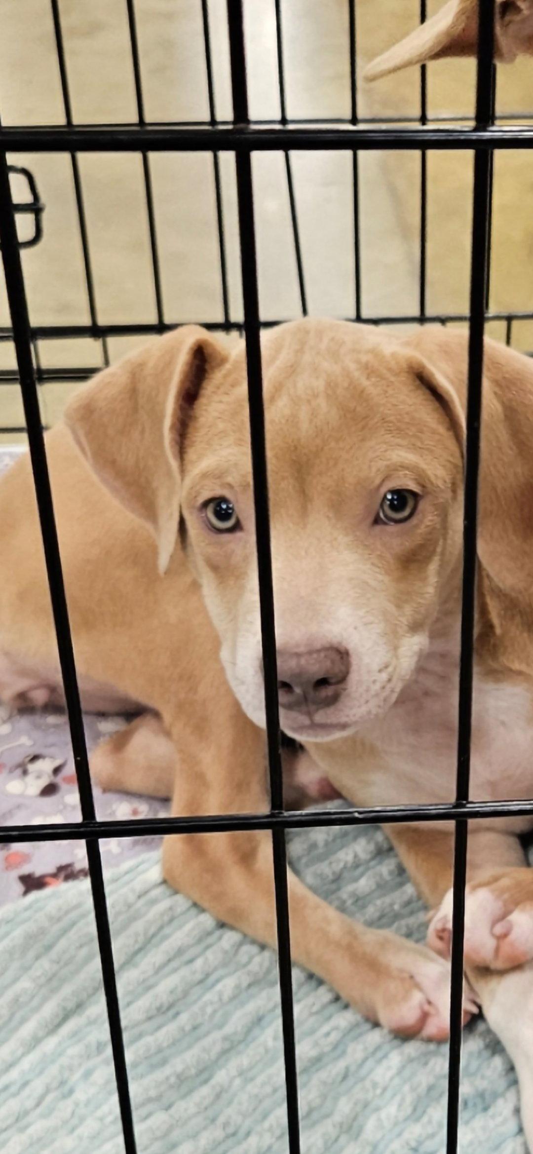 Enlarge Cinnamon, a Adopted mixed breed in Brooksville, FL image 2/3