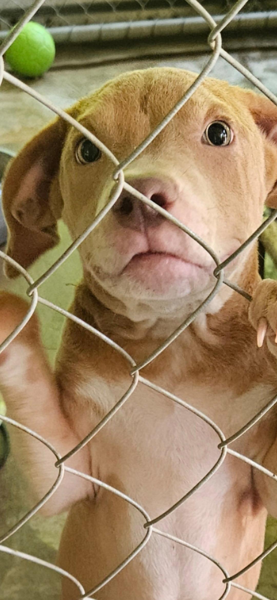 Enlarge Cinnamon, a Adopted mixed breed in Brooksville, FL image 3/3