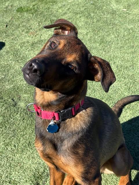 Brave, Adoptable, Young Male Belgian Shepherd / Malinois.