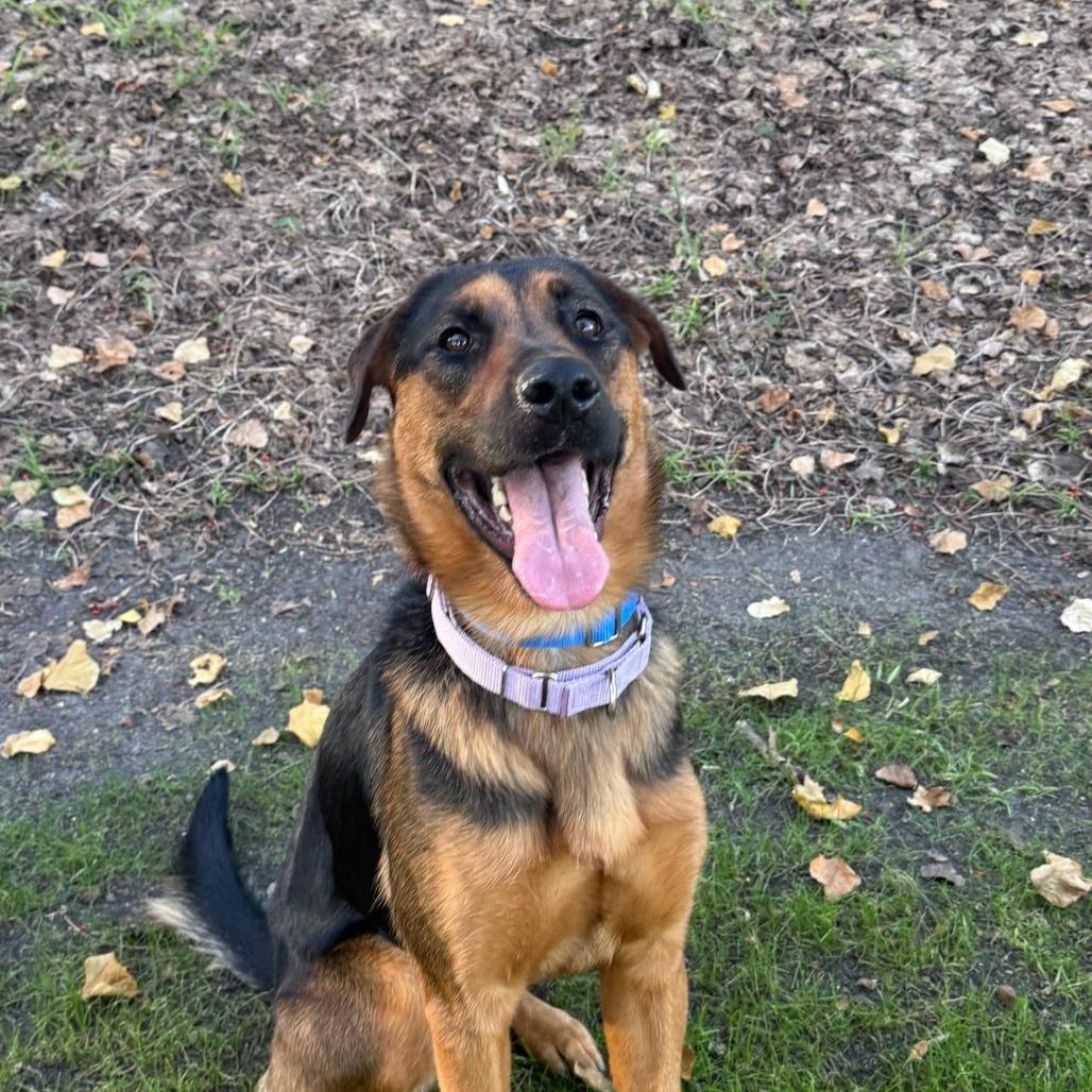 Quincy, Adoptable, Adult Female Shepherd.