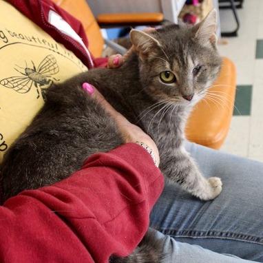 Enlarge Talon, a Adoptable Domestic Short Hair in Birmingham, AL image 1/1