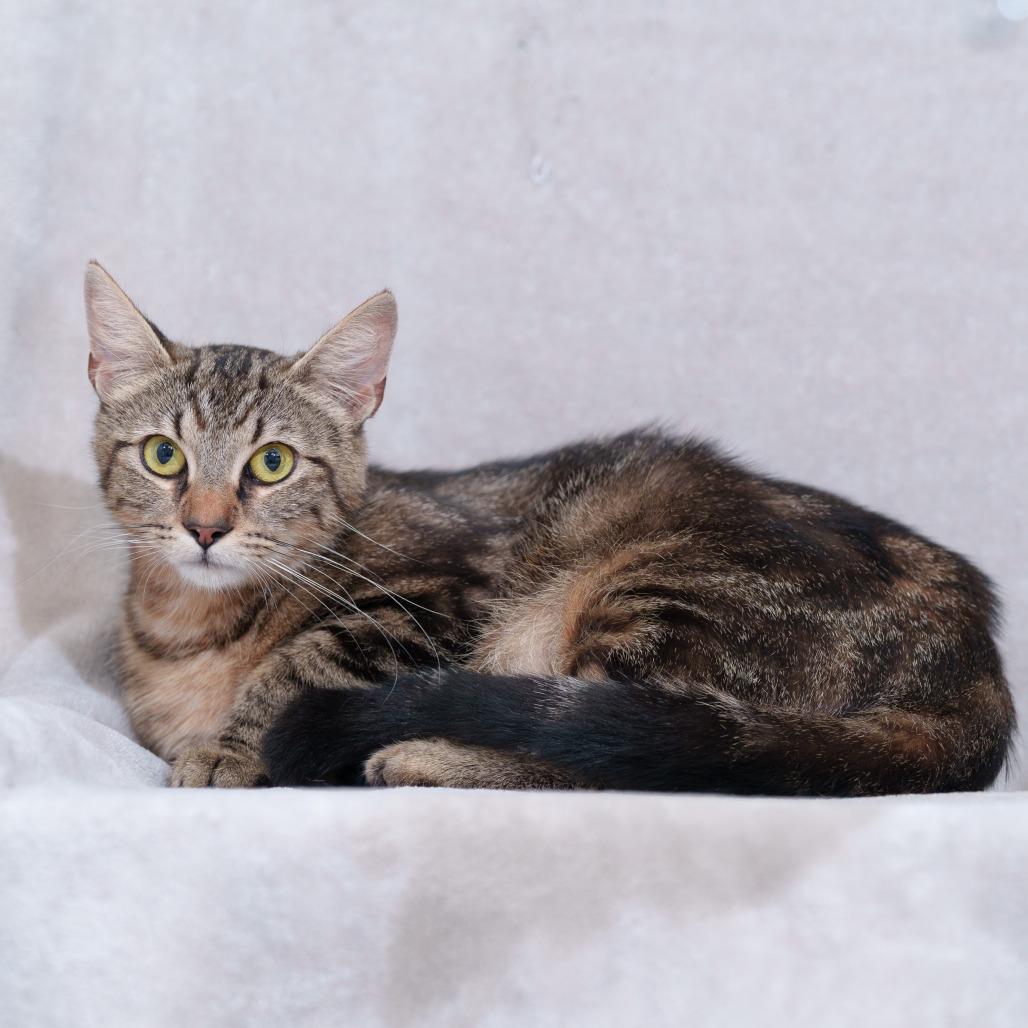 Delia, Adoptable, Young Female Domestic Short Hair.
