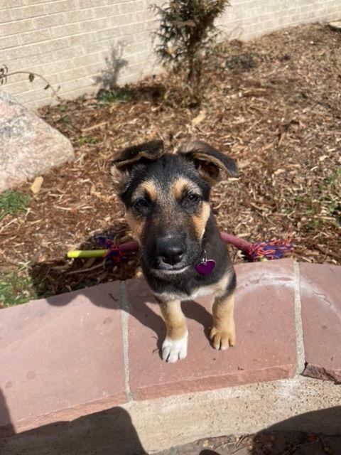 Comet #2, Adoptable, Puppy Male German Shepherd Dog.