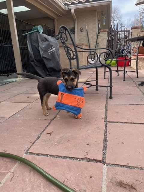 Enlarge Comet #2, a Adoptable German Shepherd Dog in Aurora, CO image 2/3
