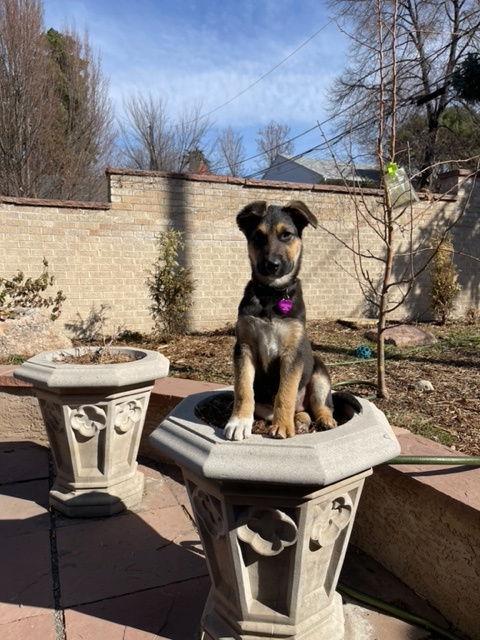 Enlarge Comet #2, a Adoptable German Shepherd Dog in Aurora, CO image 3/3