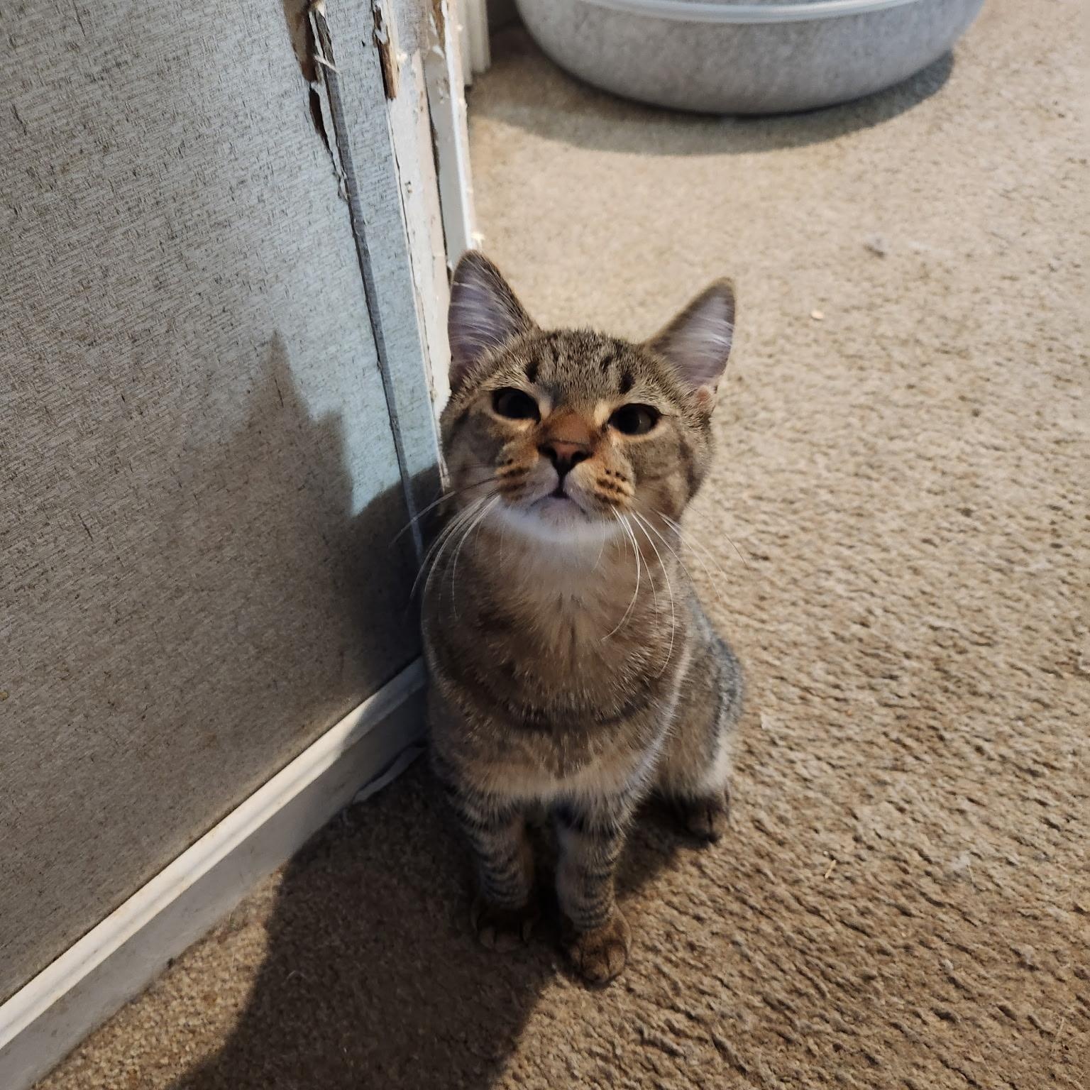 Enlarge Jasper, a Adoptable Domestic Short Hair in Rochester Hills, MI image 1/3