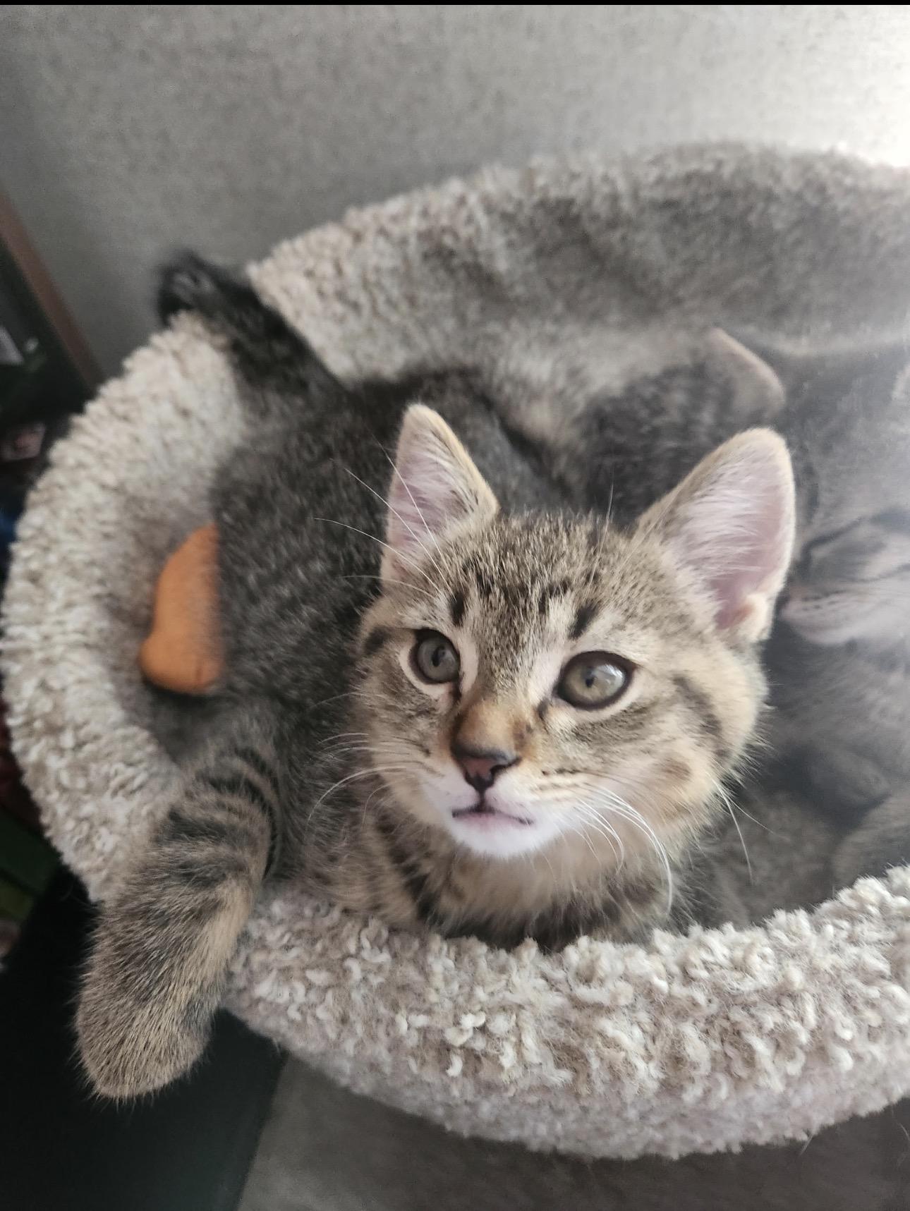 Enlarge Jasper, a Adoptable Domestic Short Hair in Rochester Hills, MI image 2/3