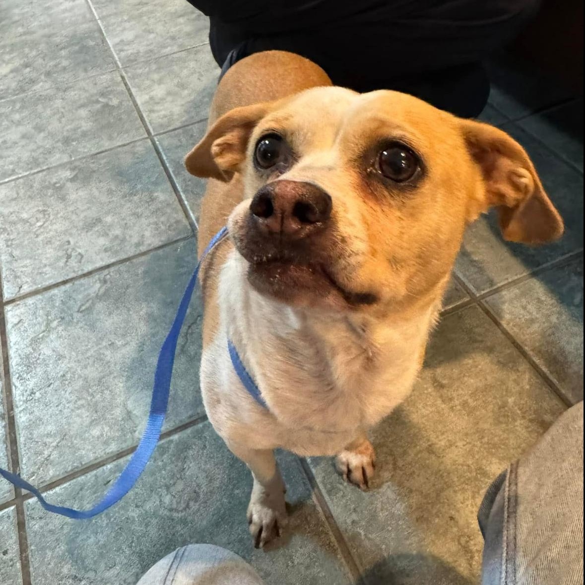 Enlarge Bonnie, a Adoptable mixed breed in Hayward, CA image 6/6