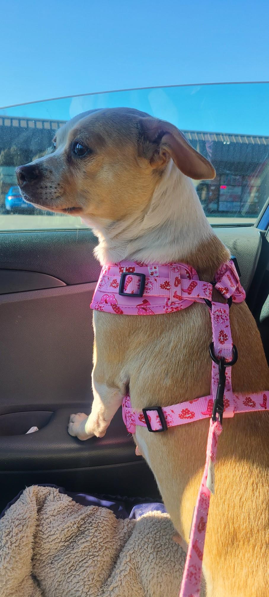 Enlarge Bonnie, a Adoptable mixed breed in Hayward, CA image 4/6