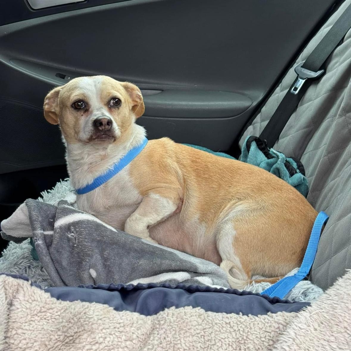 Enlarge Bonnie, a Adoptable mixed breed in Hayward, CA image 2/6