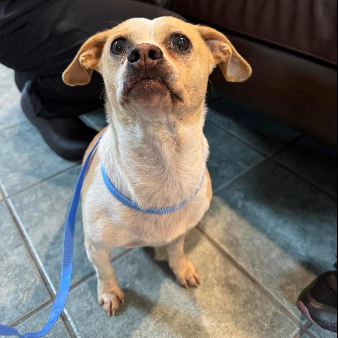 Enlarge Bonnie, a Adoptable mixed breed in Hayward, CA image 3/6