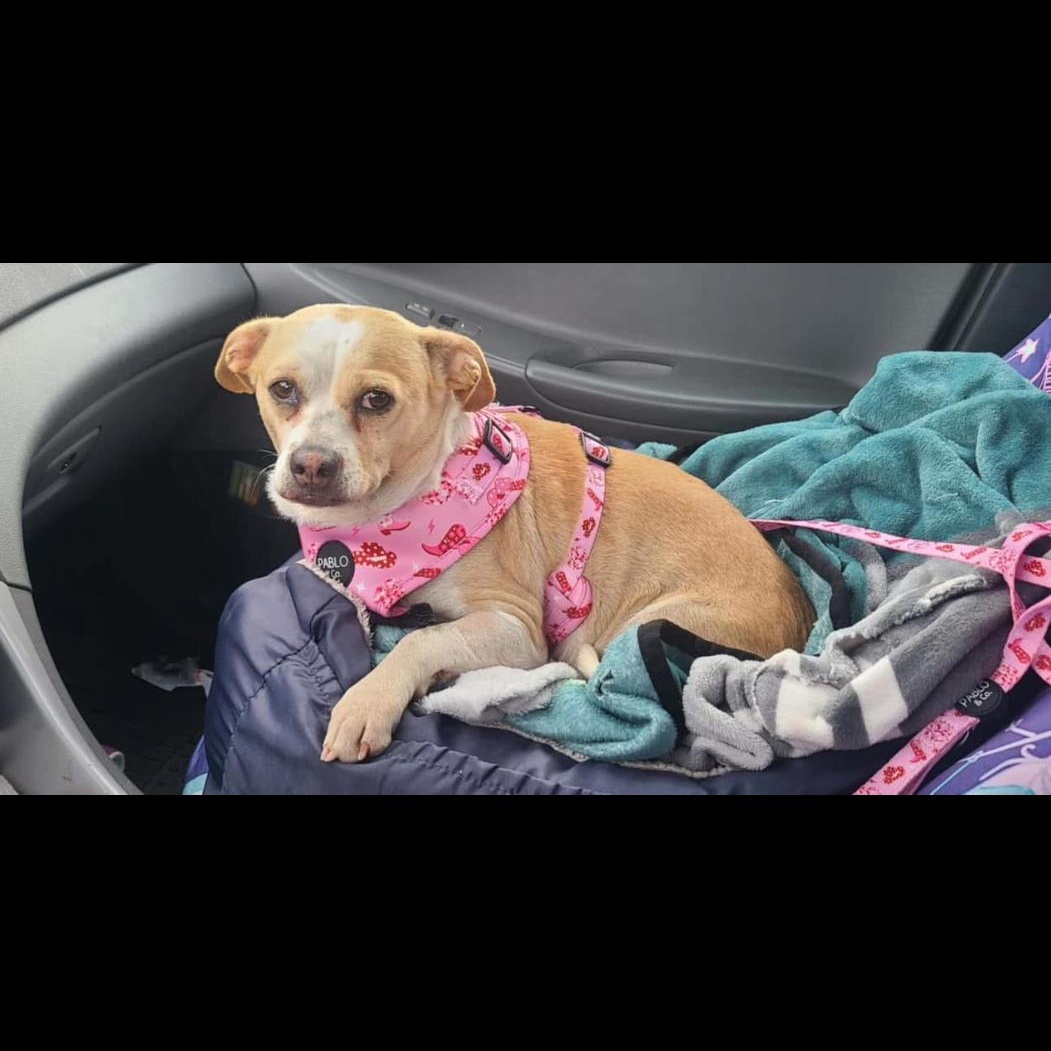 Enlarge Bonnie, a Adoptable mixed breed in Hayward, CA image 5/6