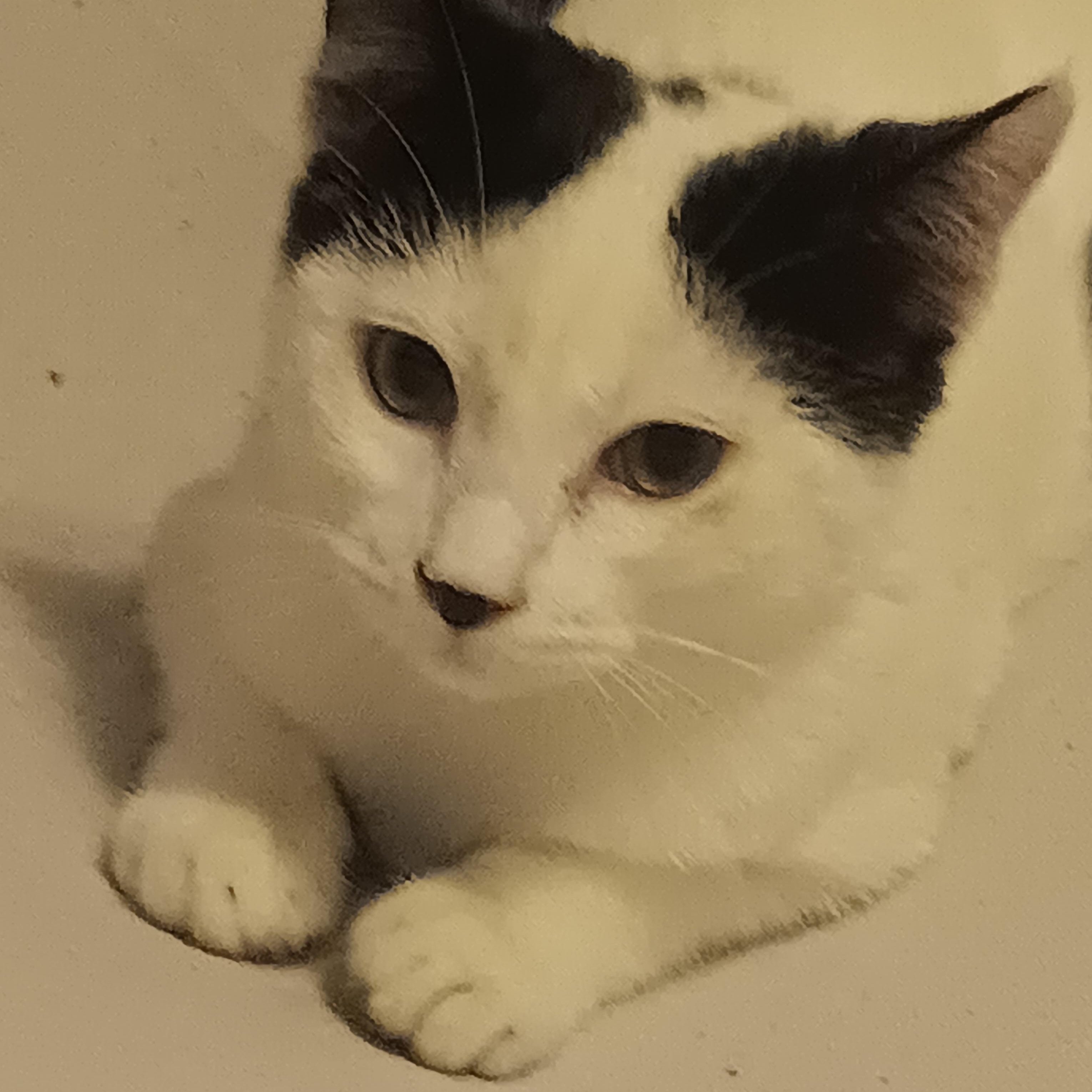 Enlarge Dottie, a ADOPTABLE American Shorthair in Laguna Beach, CA image 2/4