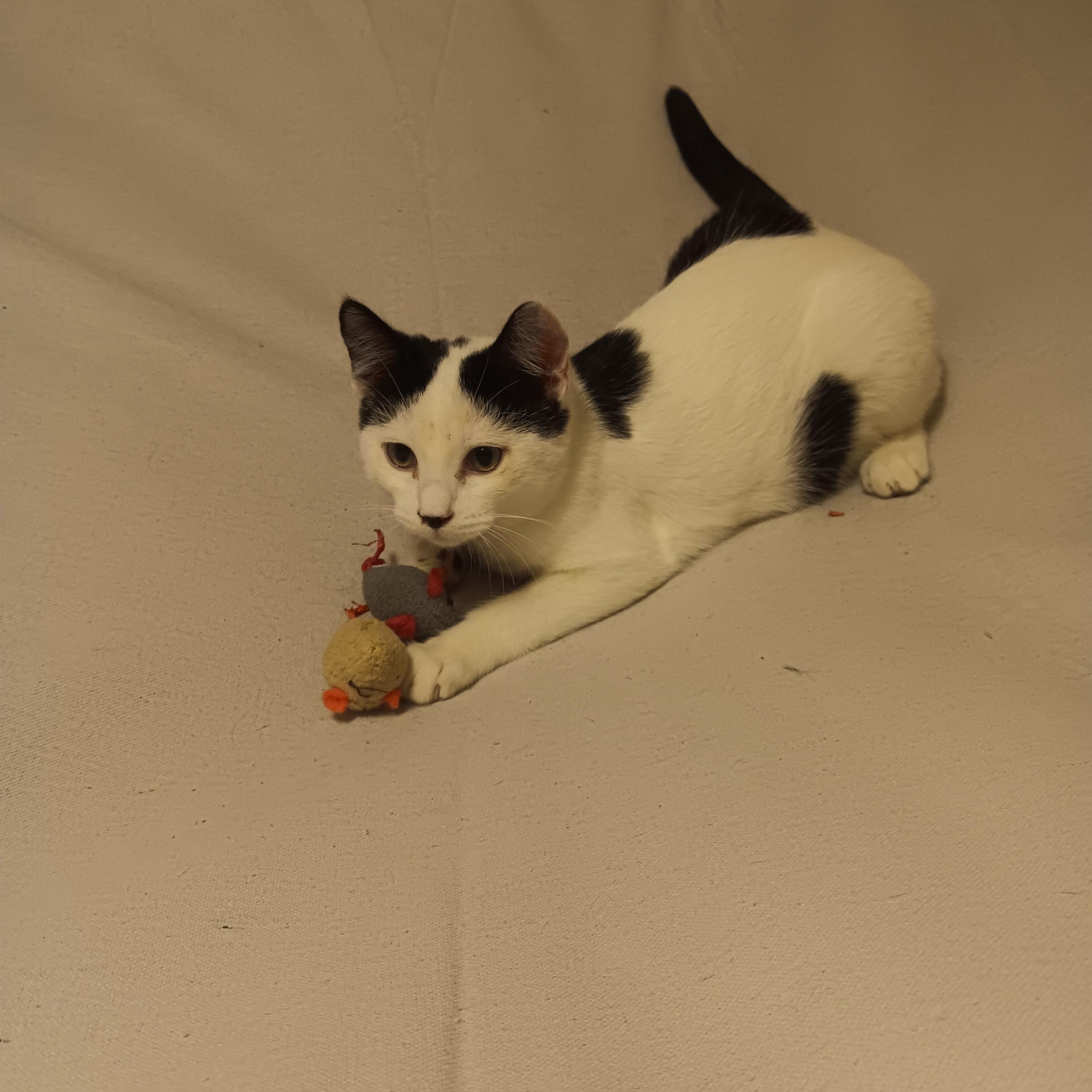 Enlarge Dottie, a ADOPTABLE American Shorthair in Laguna Beach, CA image 3/4