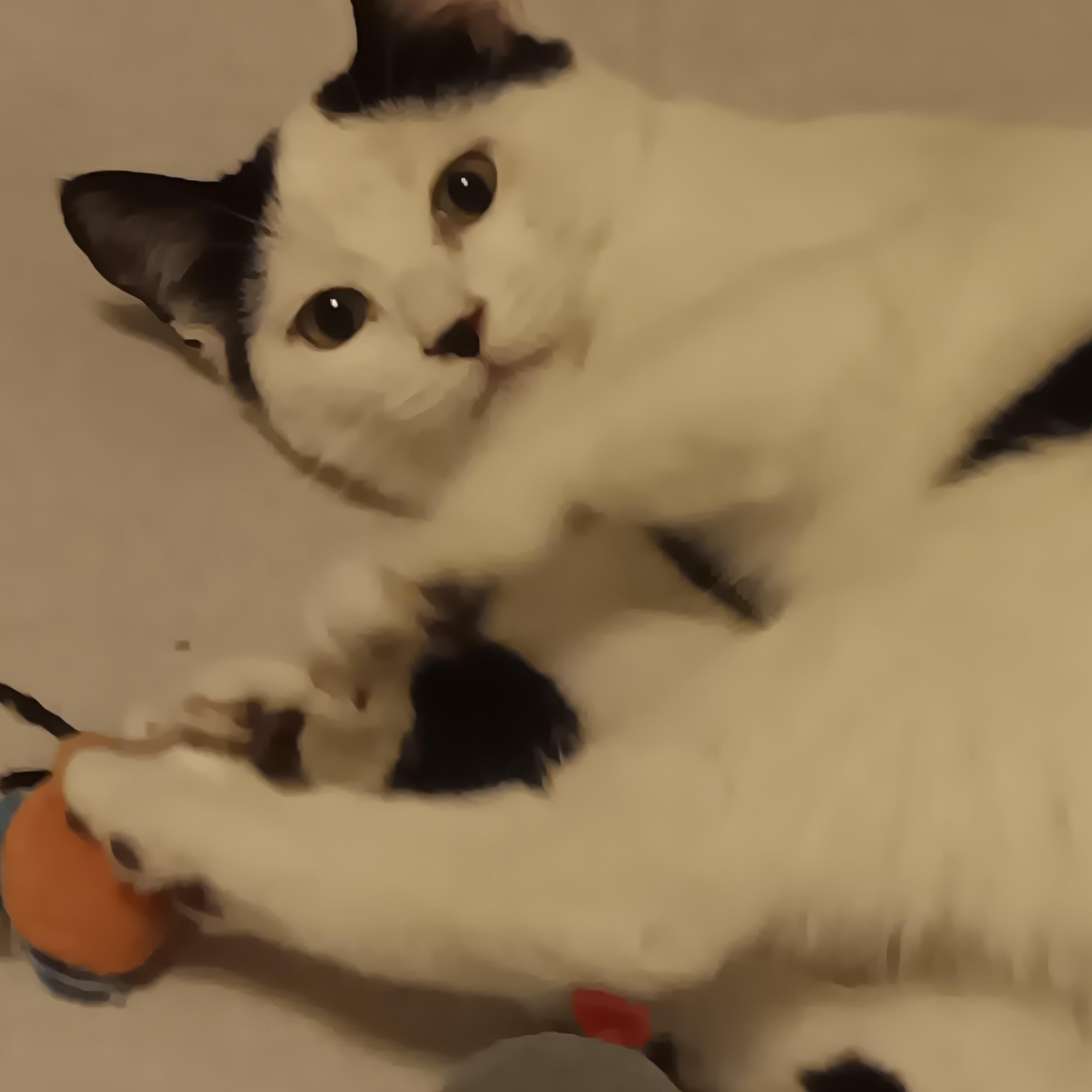 Enlarge Dottie, a ADOPTABLE American Shorthair in Laguna Beach, CA image 1/4