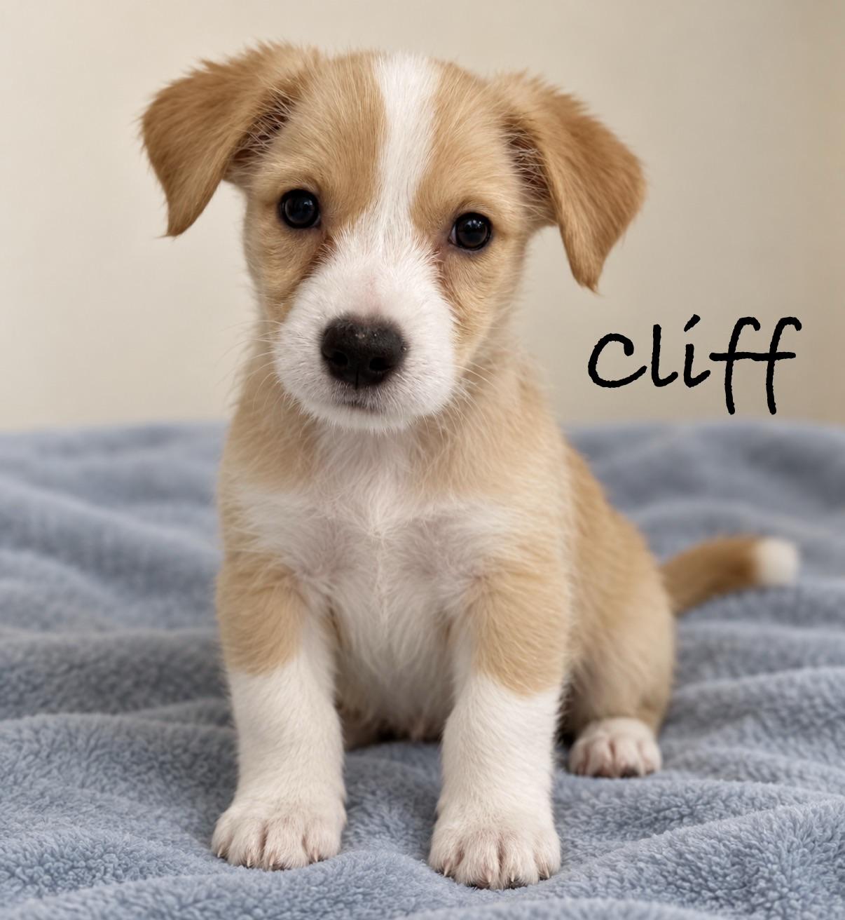 Cliff, Adopted, Puppy Male Terrier.