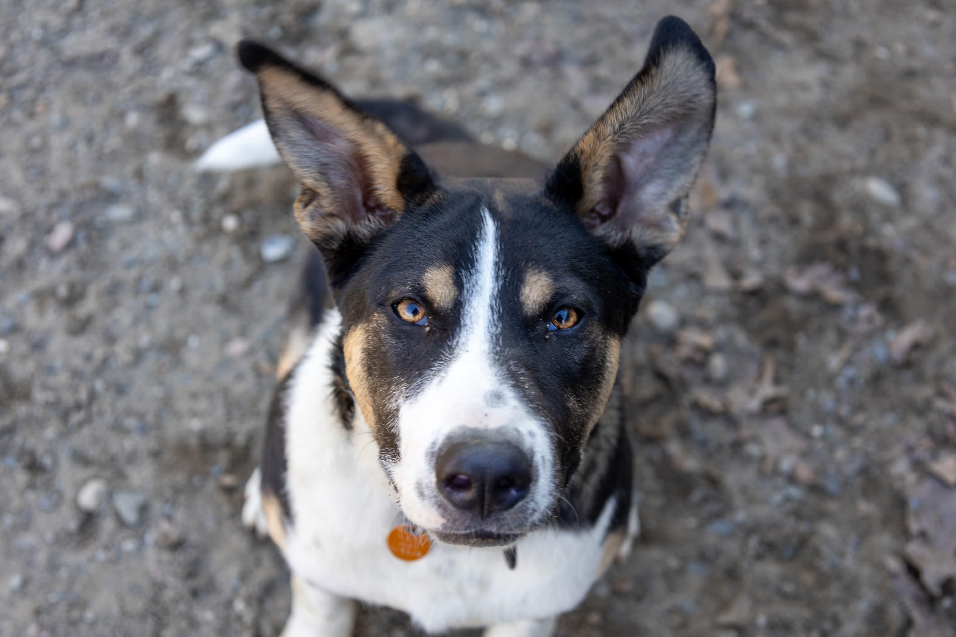 Enlarge PorkChop, an adoptable Mixed Breed in Argyle, NY image 5/6