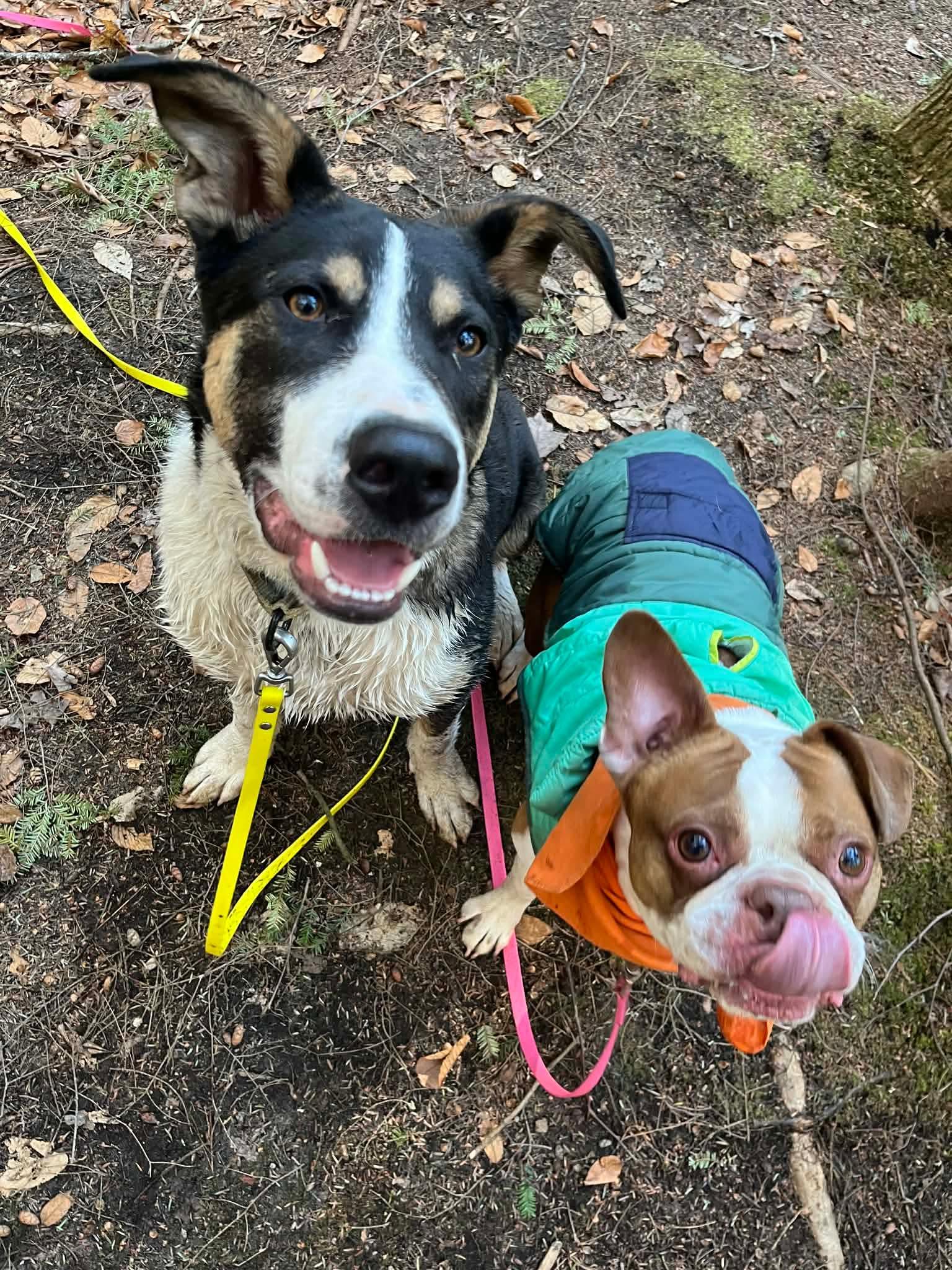 Enlarge PorkChop, an adoptable Mixed Breed in Argyle, NY image 6/6