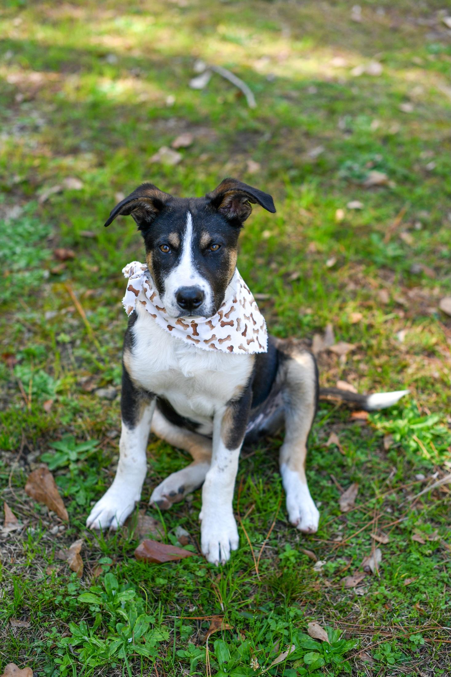 Enlarge PorkChop, an adoptable Mixed Breed in Argyle, NY image 2/6