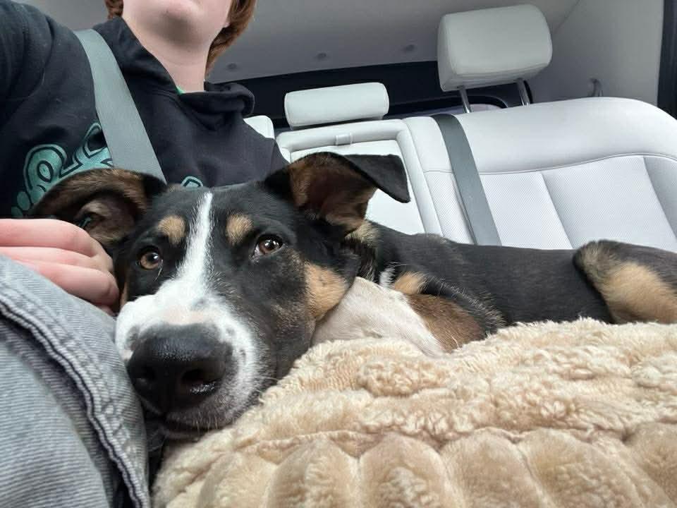 Enlarge PorkChop, an adoptable Mixed Breed in Argyle, NY image 3/6