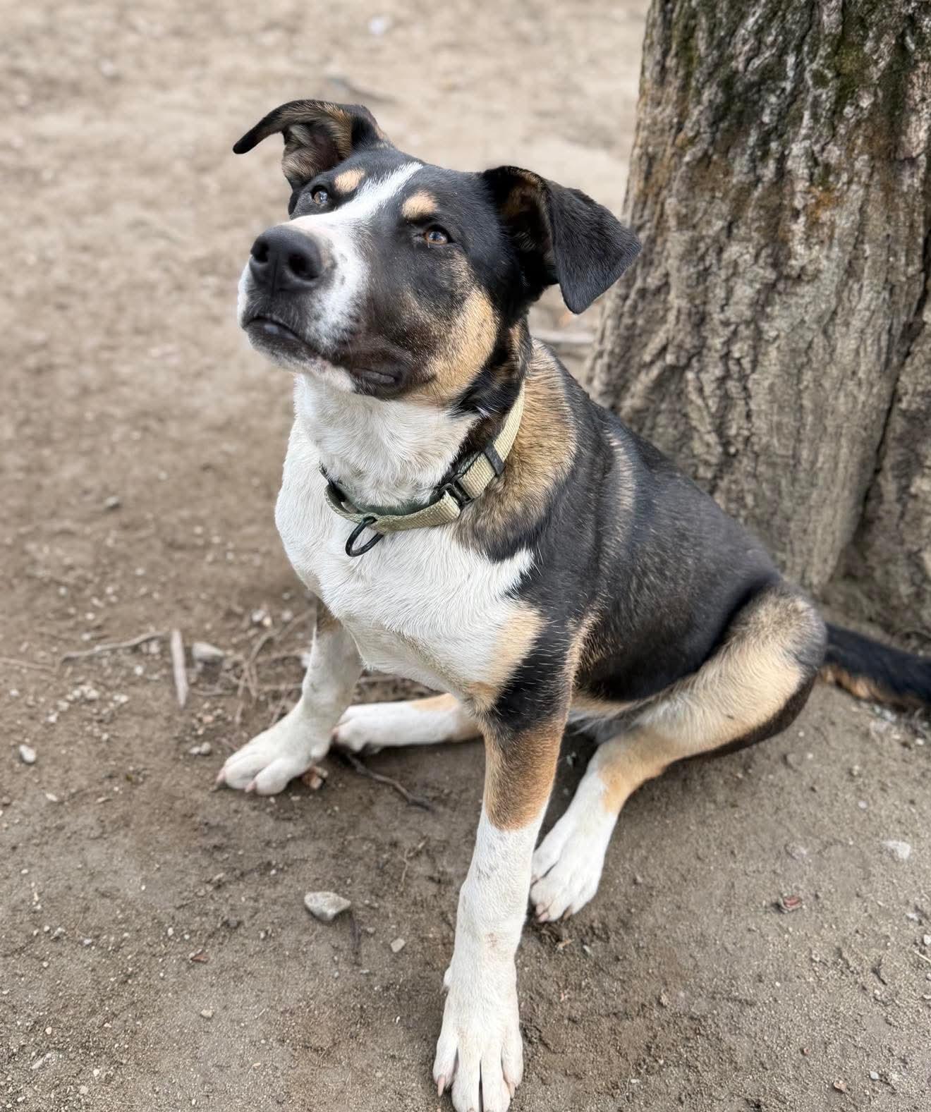 Enlarge PorkChop, an adoptable Mixed Breed in Argyle, NY image 1/6