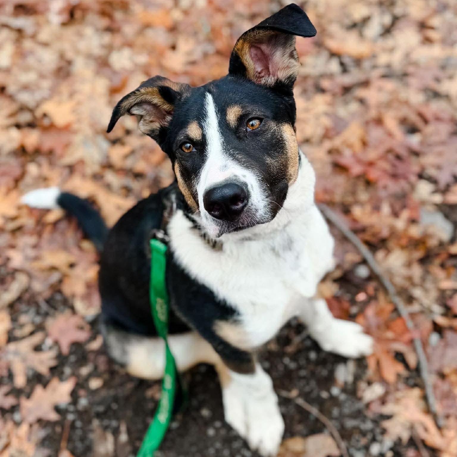 PorkChop, adoptable, Puppy Male Mixed Breed.