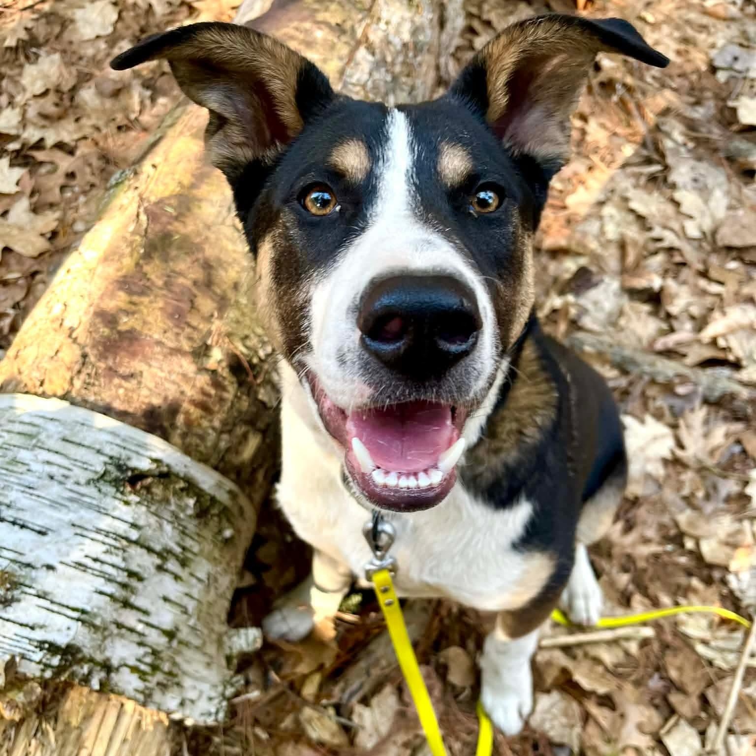 PorkChop, adoptable, Puppy Male Mixed Breed.