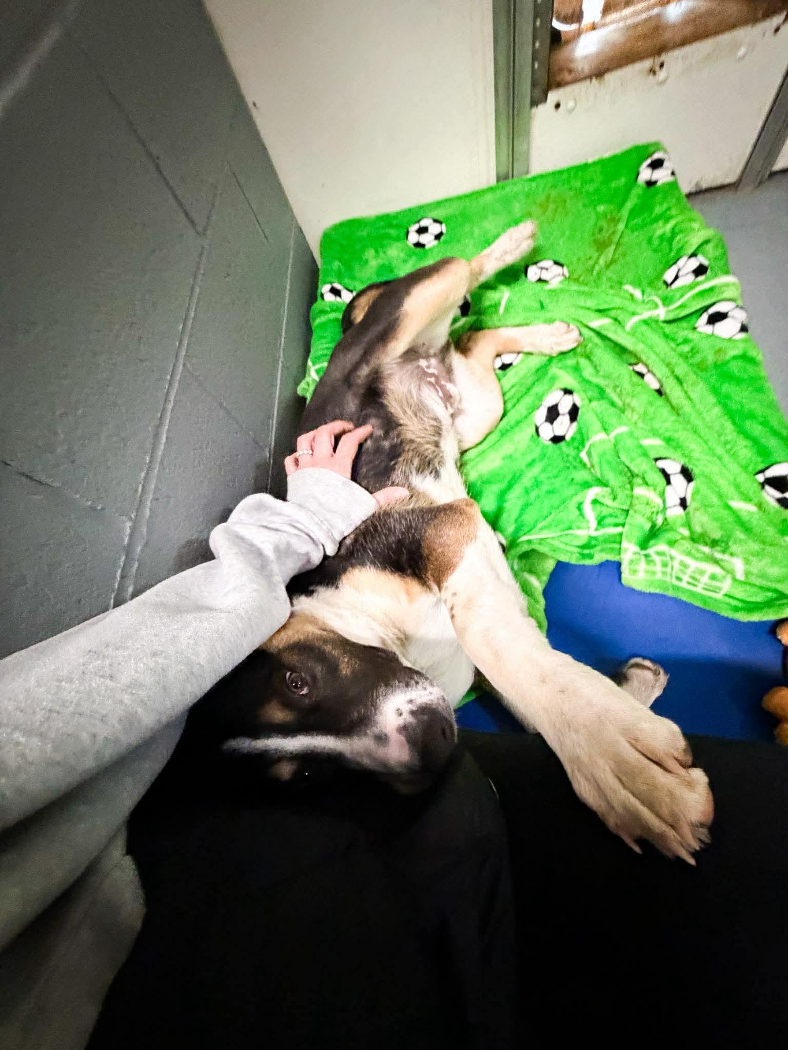 Enlarge PorkChop, an adoptable Mixed Breed in Argyle, NY image 6/6