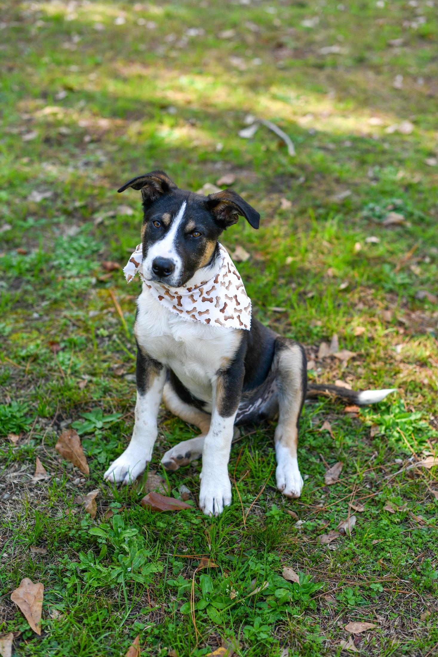 Enlarge PorkChop, an adoptable Mixed Breed in Argyle, NY image 3/6