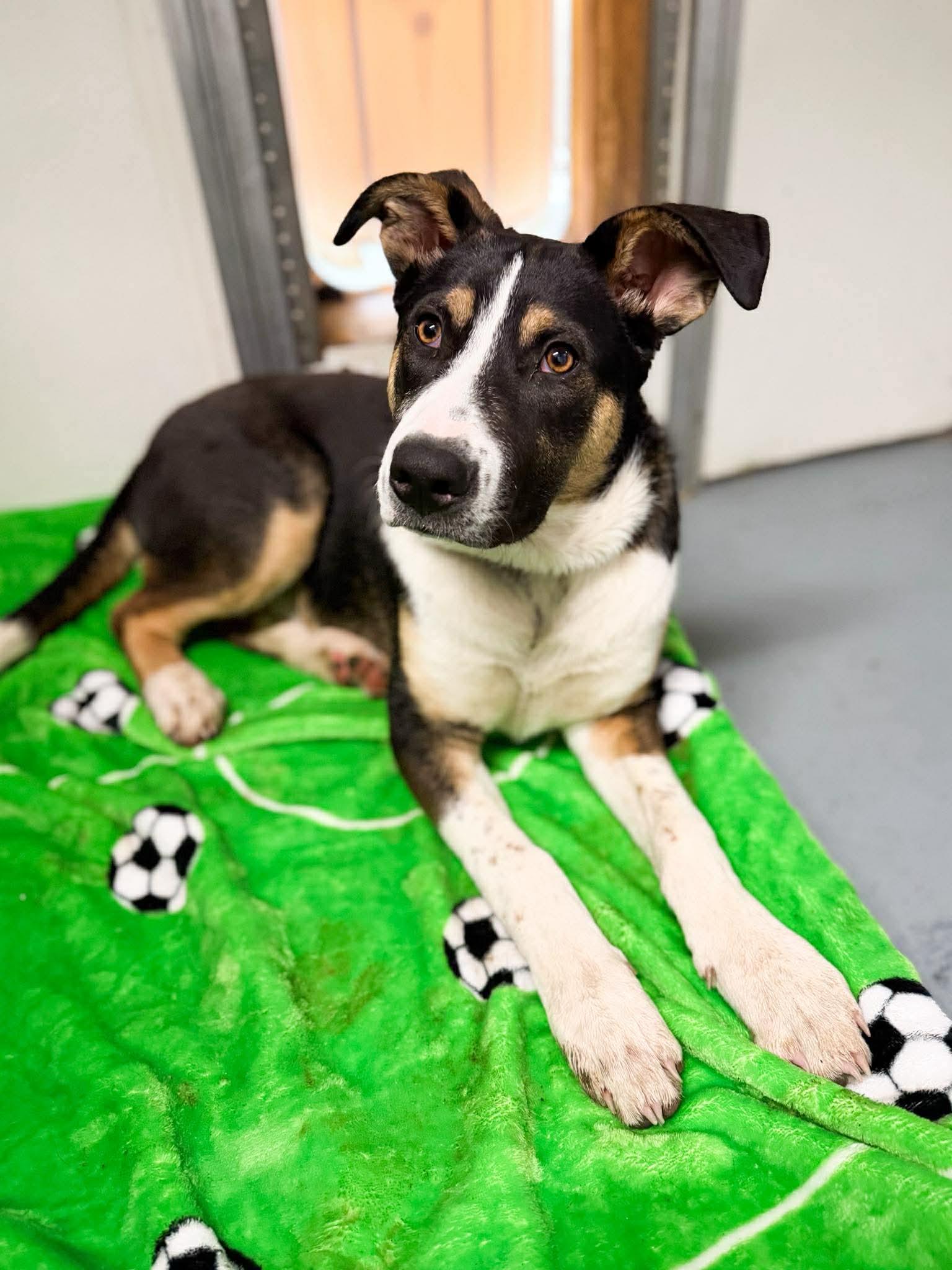 Enlarge PorkChop, an adoptable Mixed Breed in Argyle, NY image 5/6