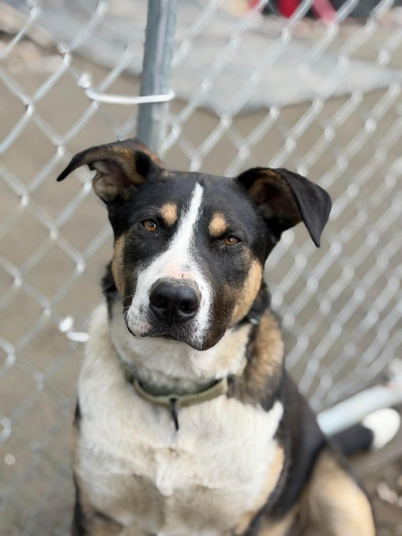 Enlarge PorkChop, an adoptable Mixed Breed in Argyle, NY image 6/6